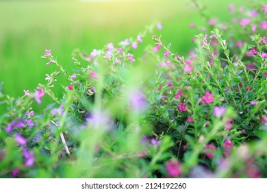 Purple Dwarf Willow In A Green Meadow