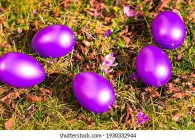 purple easter eggs with crocuses, crocuses between easter eggs