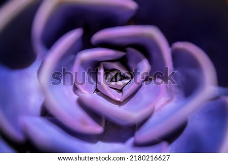 Purple Echeveria is a succulent evergreen perennial. Socket close-up.