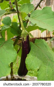 Purple Eggplant Have Rich Taste