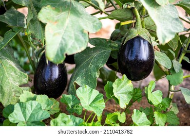 Purple Eggplant On The Plant