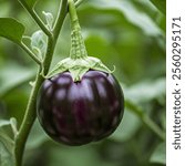 purple eggplant which is usually used for raw vegetables