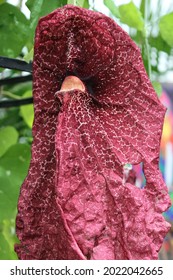 Purple Elephant Ear Flower Growing In The Sunny Garden.