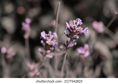 Purple English Lavender In Bloom.