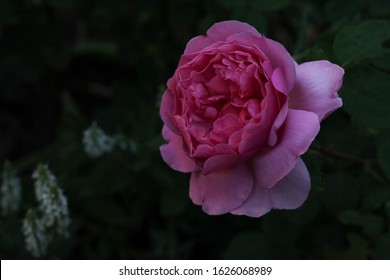 Purple English Rose 