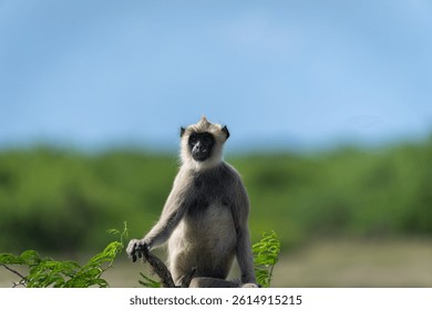 Purple -faced langur or Semnopithecus vetulus portrait sitting in fork at top of a tree in Bundala National Park Srilanka.