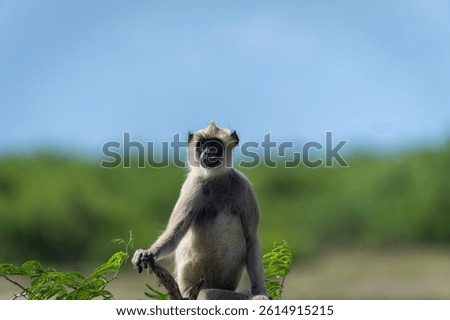Purple -faced langur or Semnopithecus vetulus portrait sitting in fork at top of a tree in Bundala National Park Srilanka.