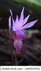 Purple Fairy Slipper Calypso Bulbosa