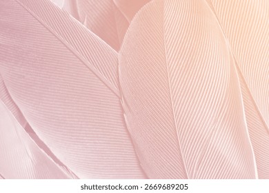 Fondo textura  plumas