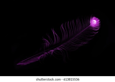 Purple feathers of a bird on a black background