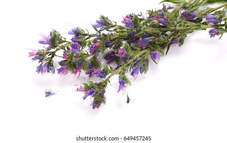 Purple field flowers isolated on white background