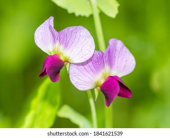 Purple Field Pea Flowers (pisum Sativum)