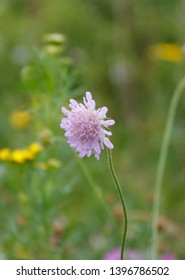 Purple Field Scabius On A Green Meadow In Summer