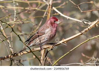 Purple Finch Bird Vancouver Bc Canada Stock Photo 2149856769 | Shutterstock