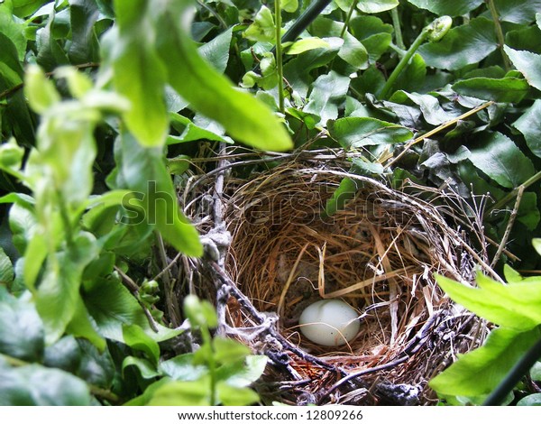 Purple Finch Egg Nest Stock Photo (Edit Now) 12809266