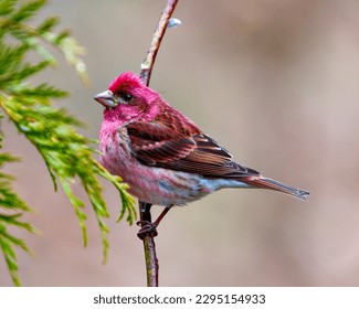 Purple Finch male close-up side view, perched on a tree buds branch and displaying red colour plumage with a soft blur brown background in its environment and habitat surrounding. Finch Picture.