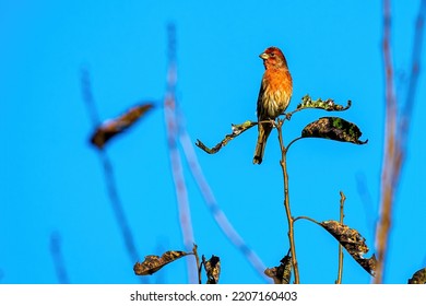 A Purple Finch Perched On A Small Tree Branch In Fall.