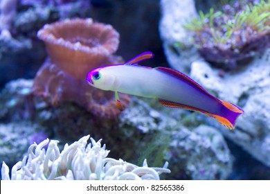 Purple Firefish In Reef Aquarium.