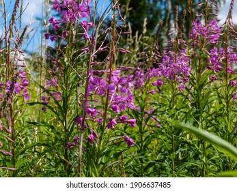 Purple Fireweed Field Of Flowers