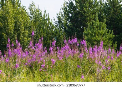 Purple Fireweed or Great willowherb or Chamaenerion angustifolium flowers against green forest background. Used to brew a tea drink or Koporye tea
