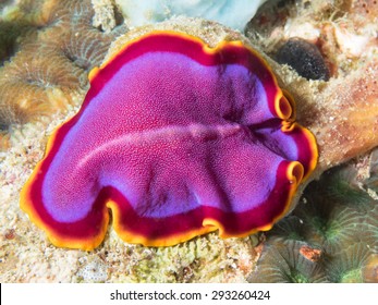 Purple Flatworm