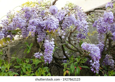 Purple Flovers At Villa Deste. Italy
