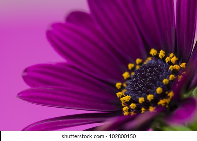 purple flower