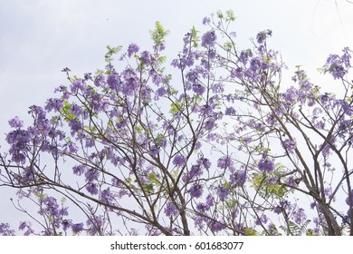 Purple flower