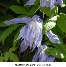 Purple flower from the Alpine clematis 'Frankie' climber plant