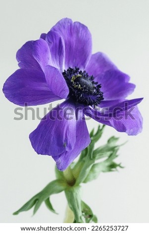 Similar – Foto Bild Anemonen Blume Frühling