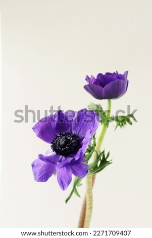 Similar – Foto Bild Anemonen Blume Frühling