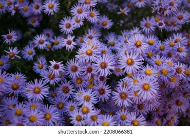 Purple flower Aster, Aster novi-belgii in the garden. Summer, beautiful, floral background