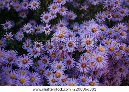 Purple flower Aster, Aster novi-belgii in the garden. Summer, beautiful, floral background