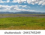 Purple flower blooming at Carrizo Plain field