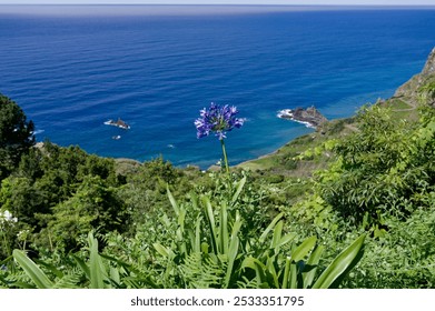 Purple flower blooming over a scenic ocean view and coastal cliffs in Madeira. - Powered by Shutterstock