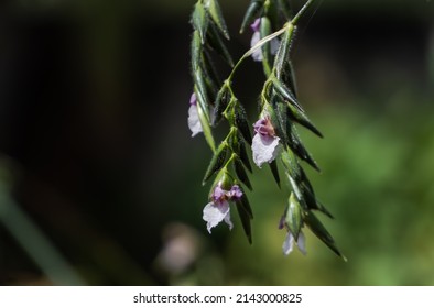 Purple Flower Blooming With Sunlight, Bent Alligator-flag Or Arrowroot, Thalia Geniculata, Aquatic Plant Of The Marantaceae Family 