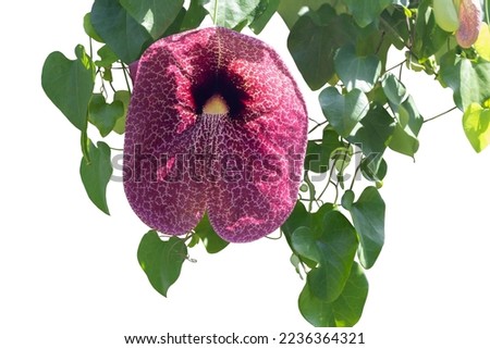 Purple flower of Brazillian Dutchman’s Pipe, Duck Flower, Giant Pelican Flower or Aristolochia gigantea Mart bloom with sunlight in the garden isolated on white background included clipping path.