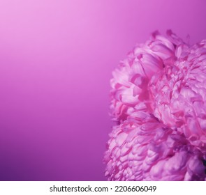 Purple Flower Bud Petal Close-up. Gentle Background. Banner. Square Postcard With Lush Chrysanthemum, Peony, Rose Or Carnation. Holiday Mockup Design Of Gift Certificate. Mother Day Card Template.