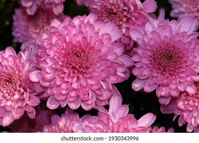 菊の花 の画像 写真素材 ベクター画像 Shutterstock