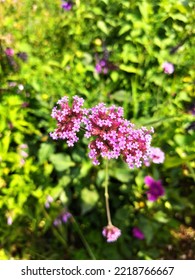 Purple Flower In Claude Monet House Garden, Giverny, France