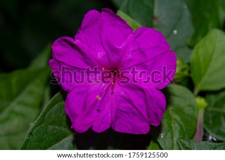 Purple flower close-up. Macro view flower.