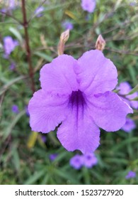 Purple flower closeup. Outside. Nature