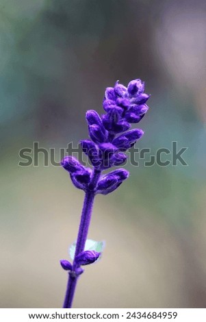 Similar – Medicinal plant Lavender