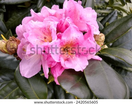 Purple flower cluster opening of hybrid Rhododendron 'Scintillation'