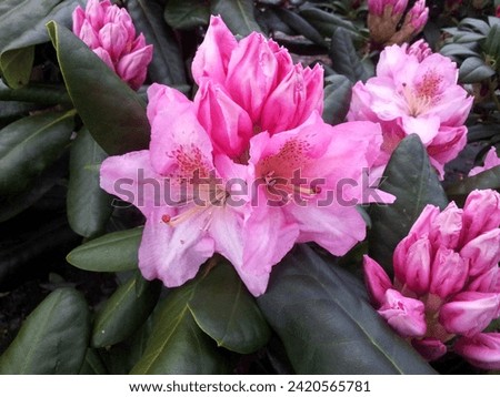 Purple flower cluster opening of hybrid Rhododendron 'Scintillation'