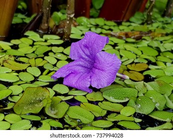 A Purple Flower Drop On Aquatic Ferns, Giant Salvinia Or Kariba Weed After Rainy. 
Salvinia Molesta,family Salviniaceae. 