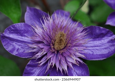 purple flower from england outside - Powered by Shutterstock