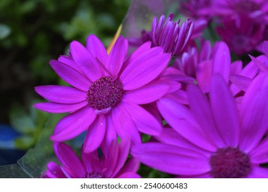 Purple flower in full bloom - Powered by Shutterstock