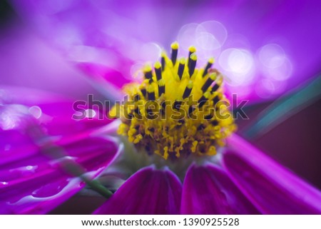 Similar – Foto Bild Nahaufnahme einer Blüte mit weißen und rosa Blütenblättern von Helipterum roseum