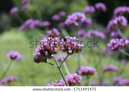 Beach lilacs from the frog’s perspective on Hallig Gröde